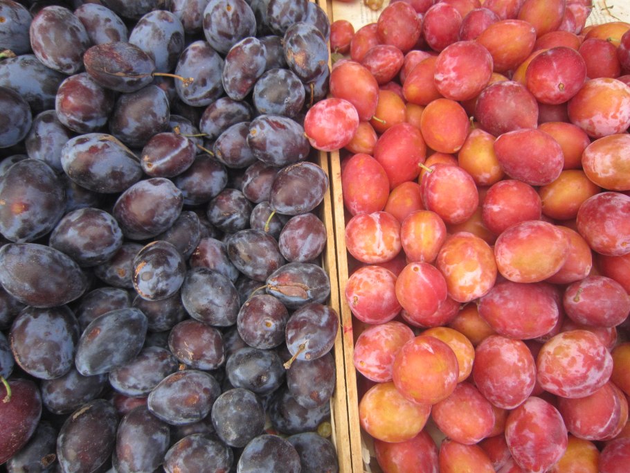 Красная продолговатая ягода с косточкой