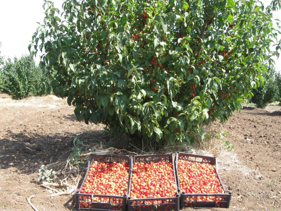 Кизил кустарник