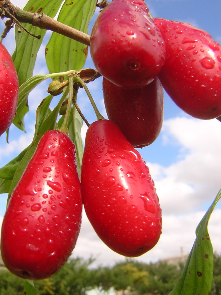 Кизил обыкновенный грушевидный