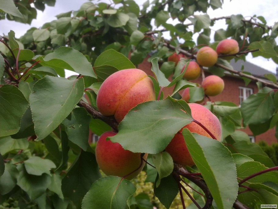 Зелёный фрукт из Тайланда