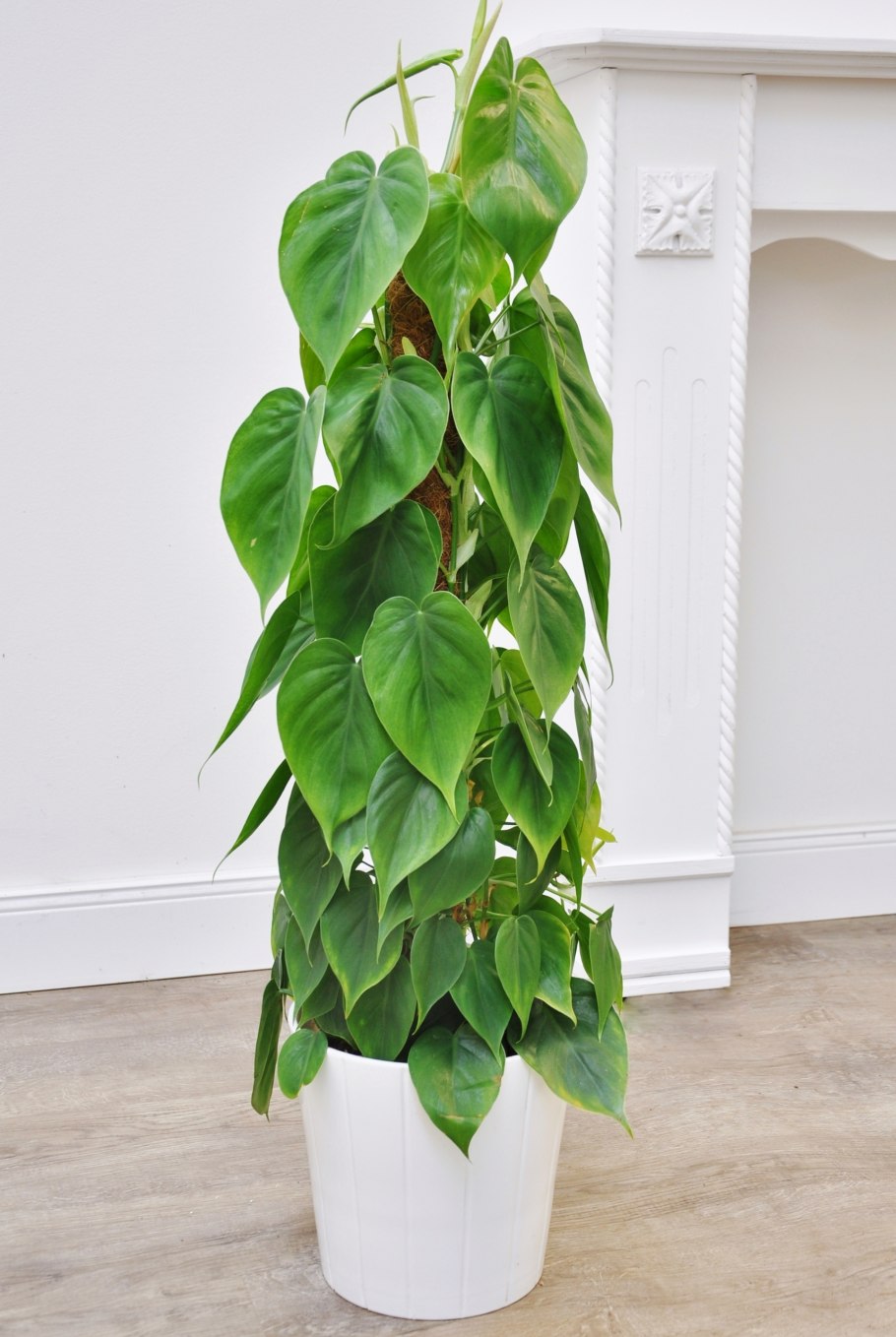 Филодендрон Scandens