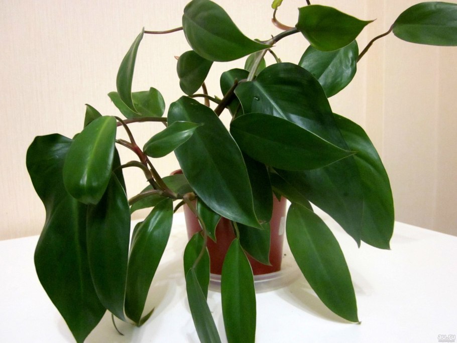 Филодендрон Лиана