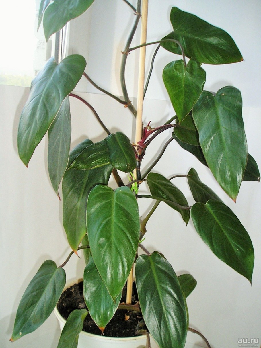 Филодендрон красноватый