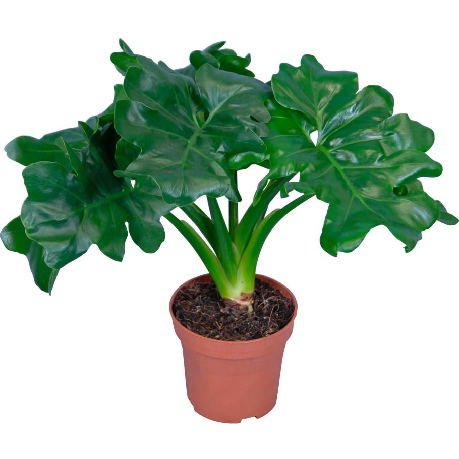 Филодендрон атом