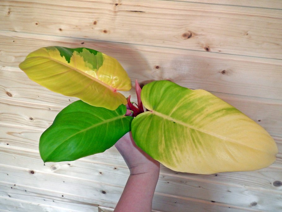 Комнатное растение Филодендрон