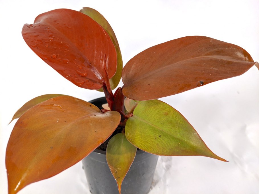 Диффенбахия и Филодендрон