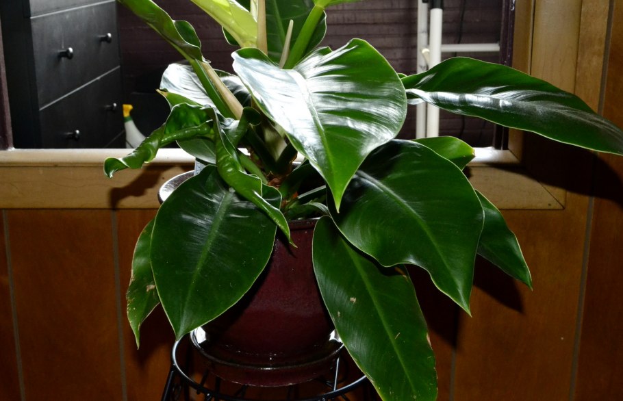 Филодендрон плющевидный