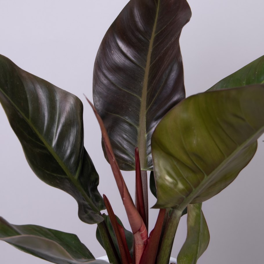 Филодендрон Маджой