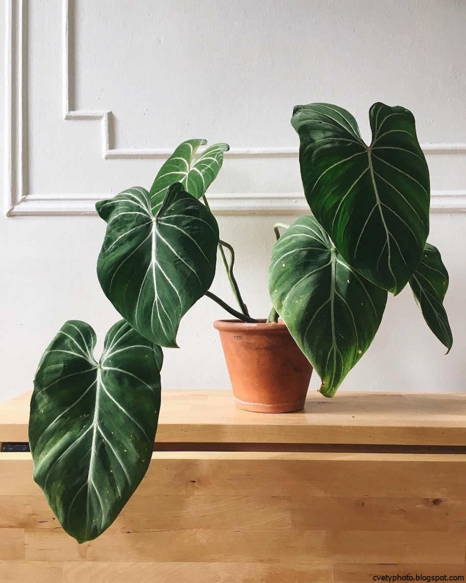 Филодендрон сердцевидный