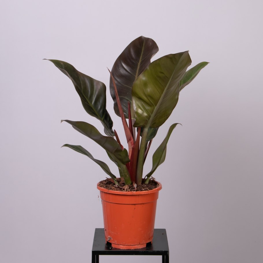 Филодендрон империал ред