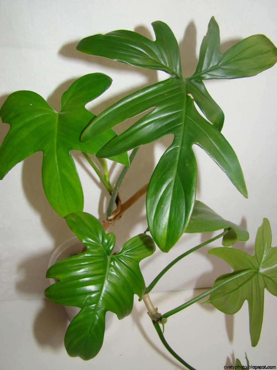 Филодендрон Лиана