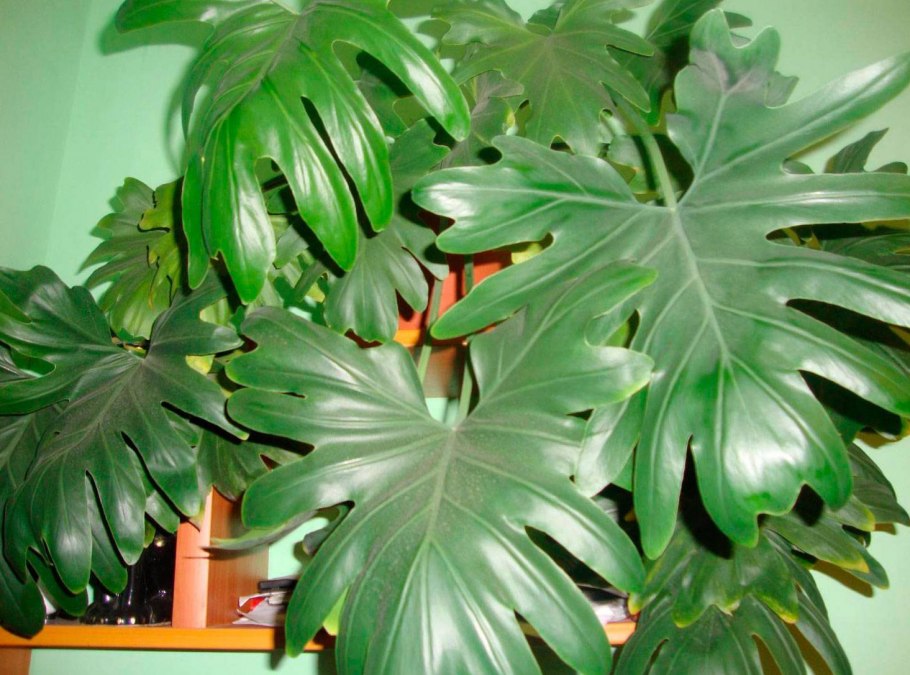 Филодендрон дваждыперистый