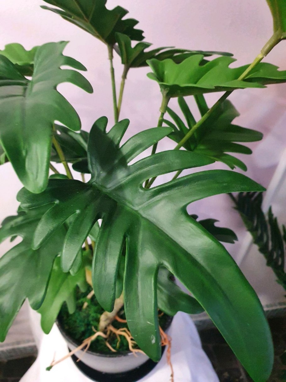 Филодендрон неон