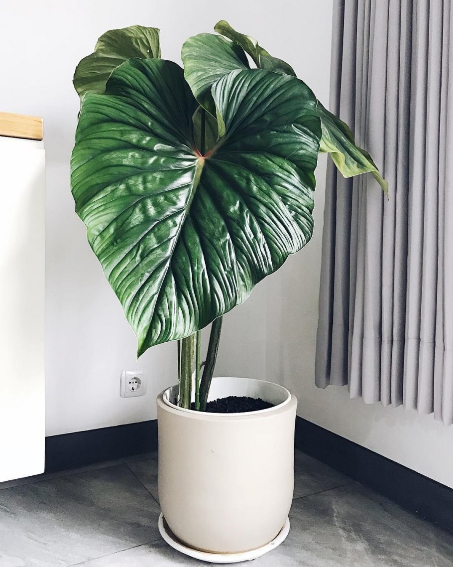 Филодендрон plowmanii