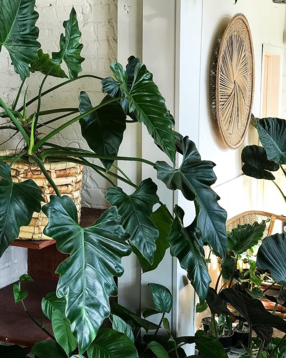 Philodendron листья макро