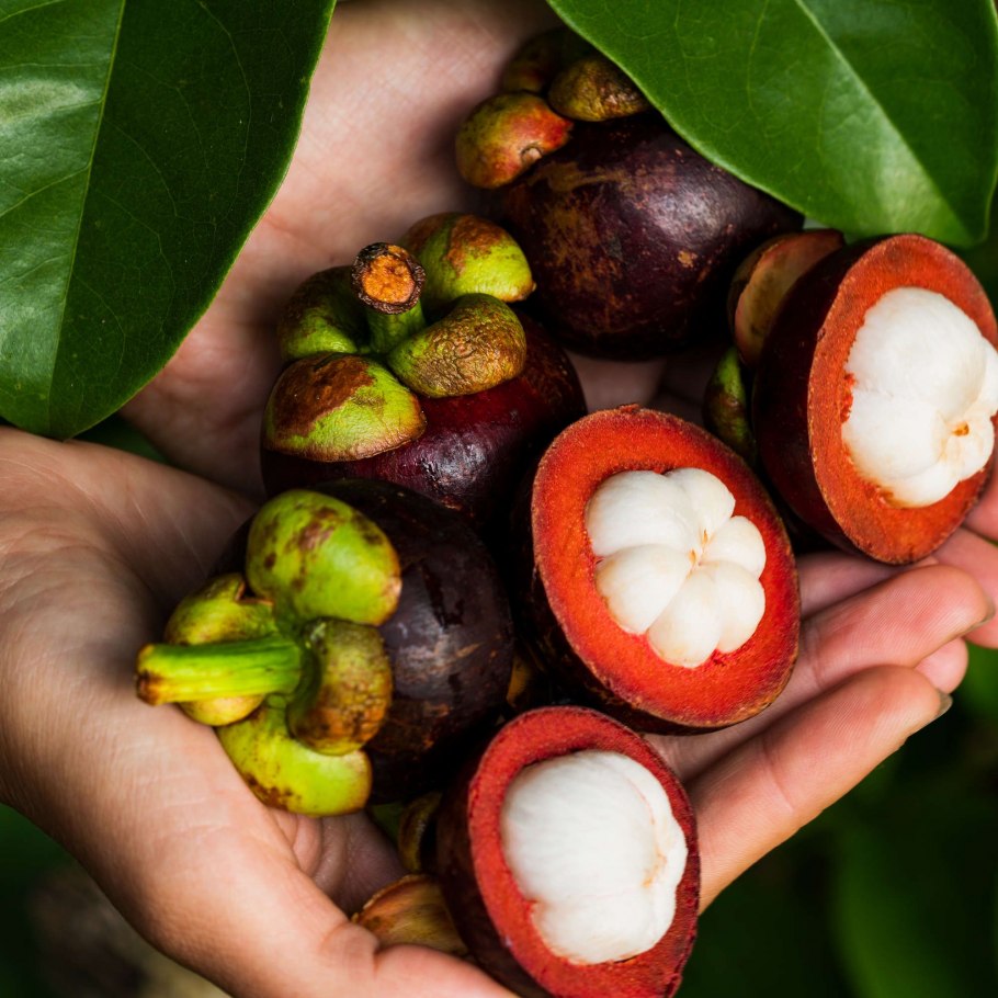 Фрукты Тайланда мангустин