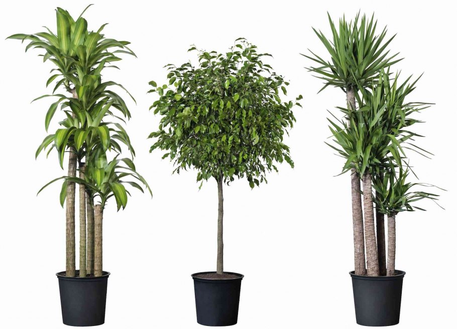 Финиковая Пальма