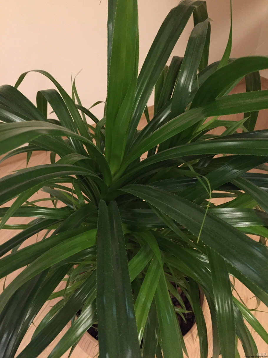 Комнатные растения пальмы
