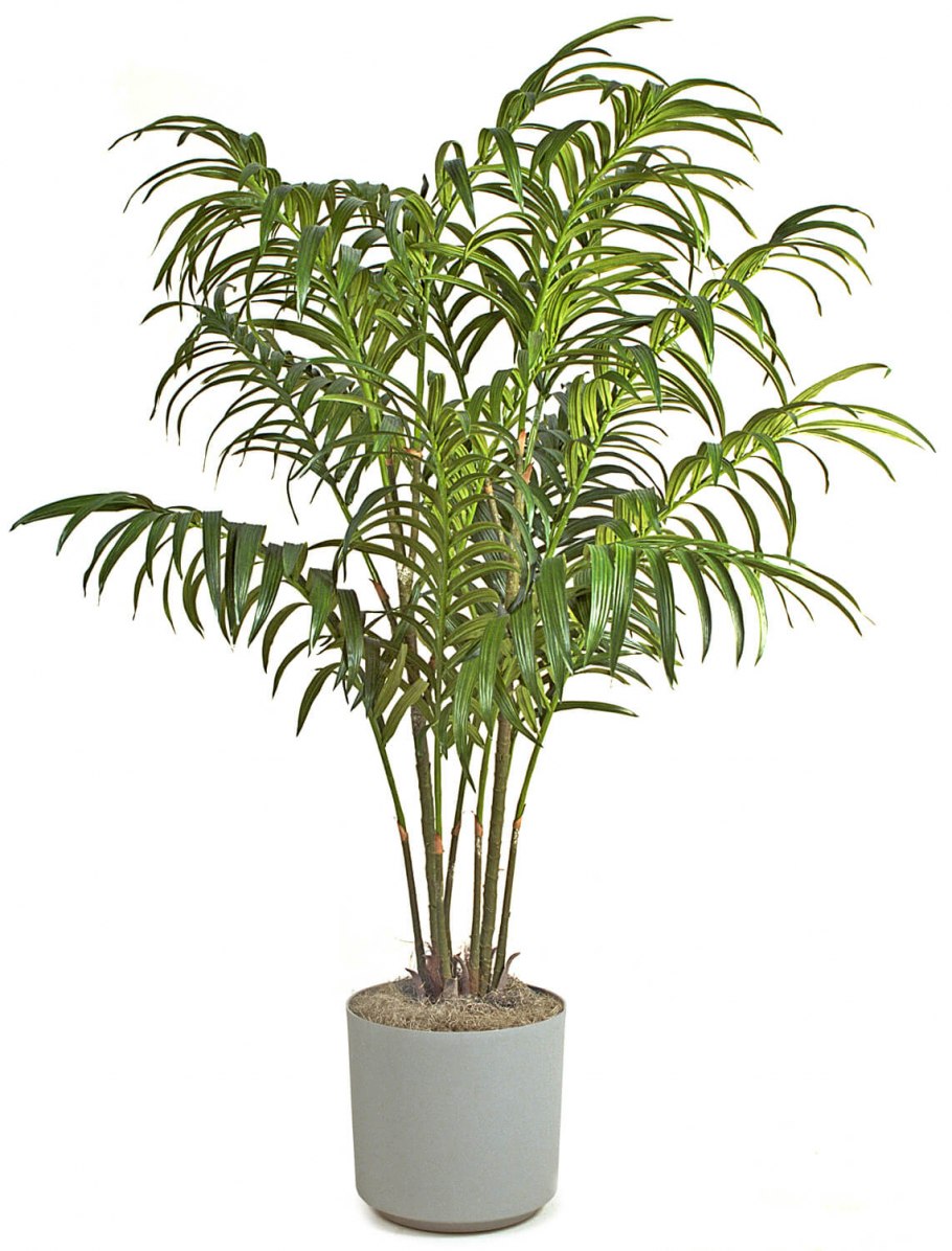 Домашняя Пальма хамедорея