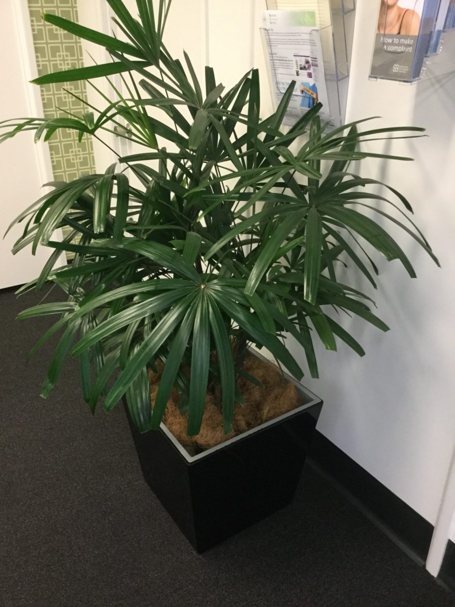 Бамбуковая Пальма Рапис