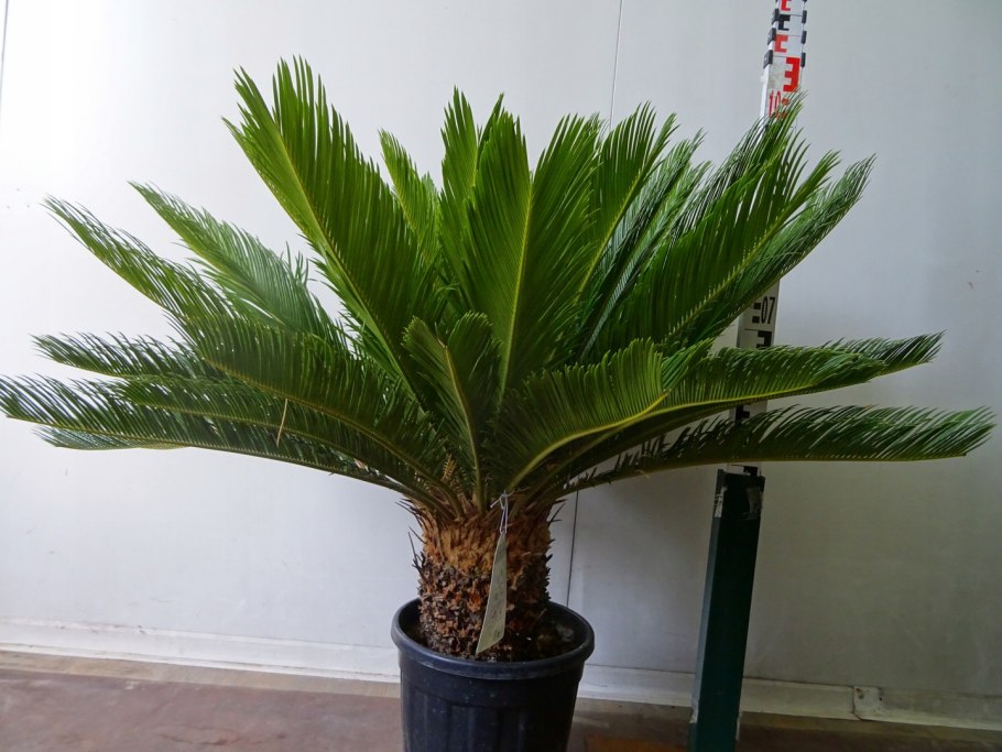 Пальма саговник