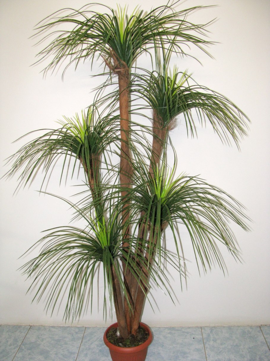 Пальма Драцена