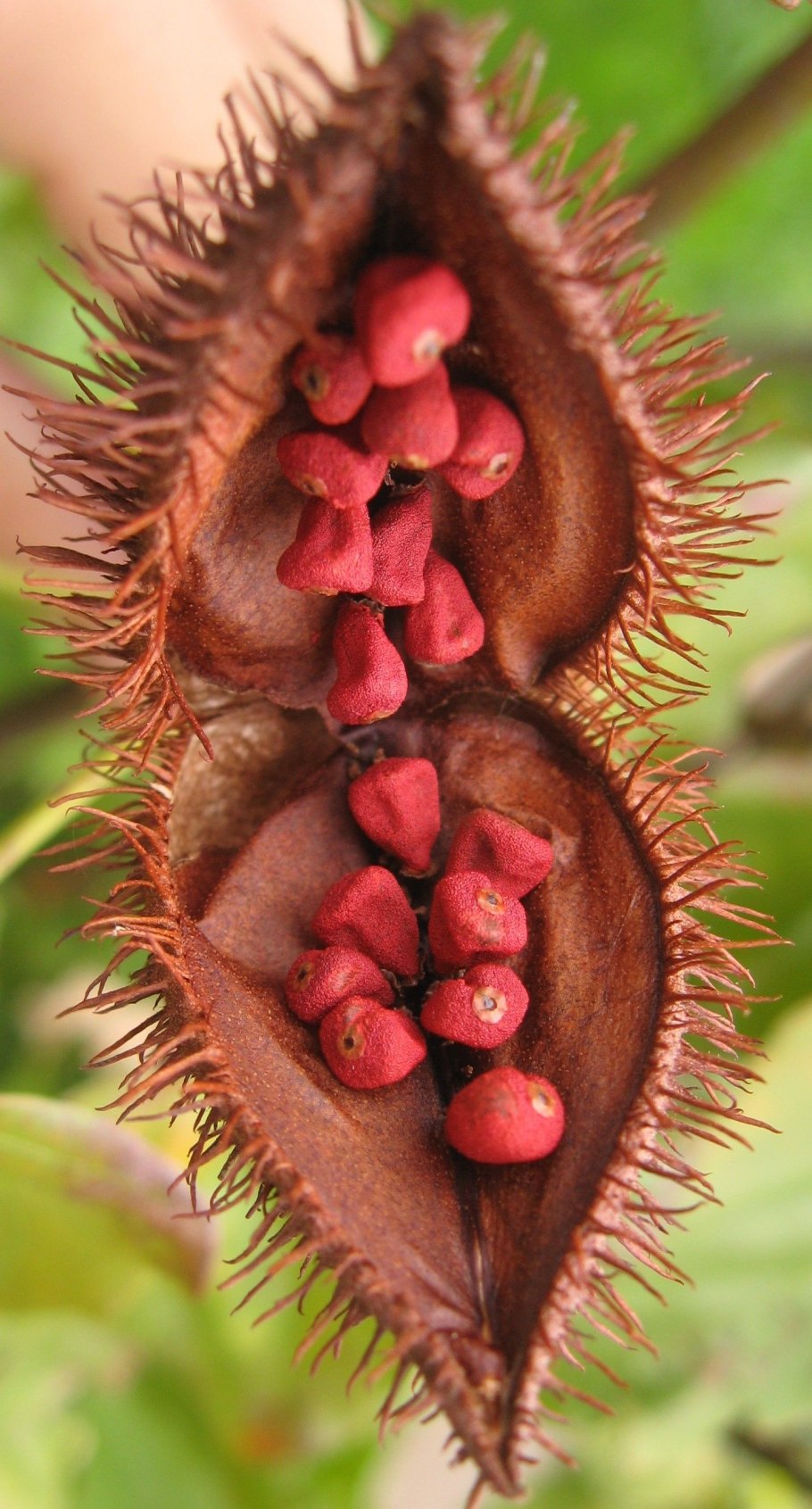 Аннато (bixa orellana)