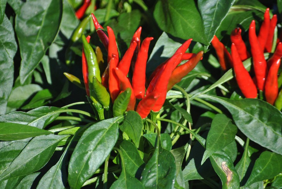 Перец Остроконсервный