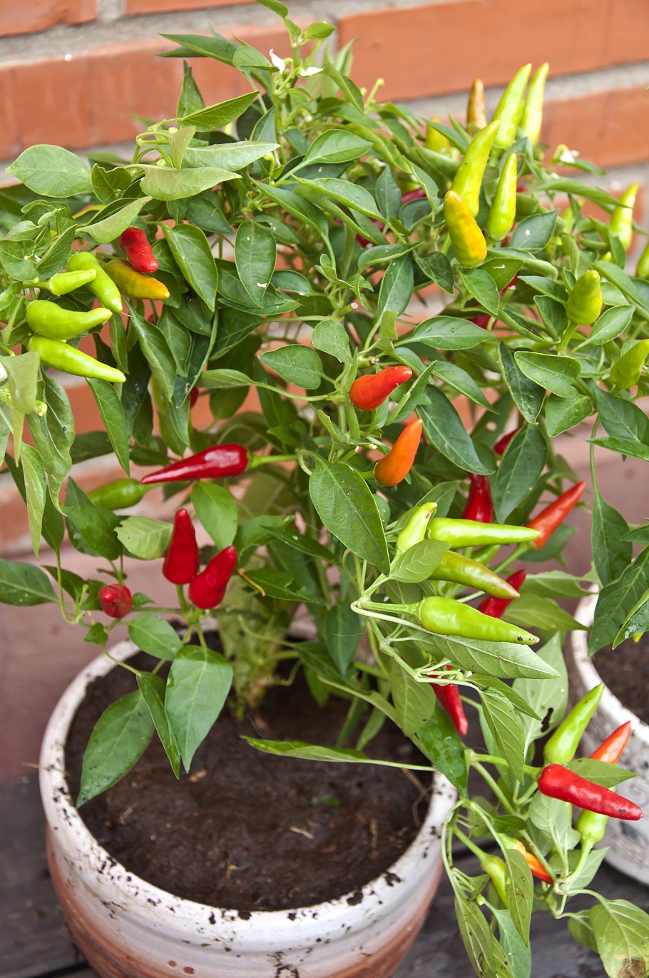 Кайенский перец куст