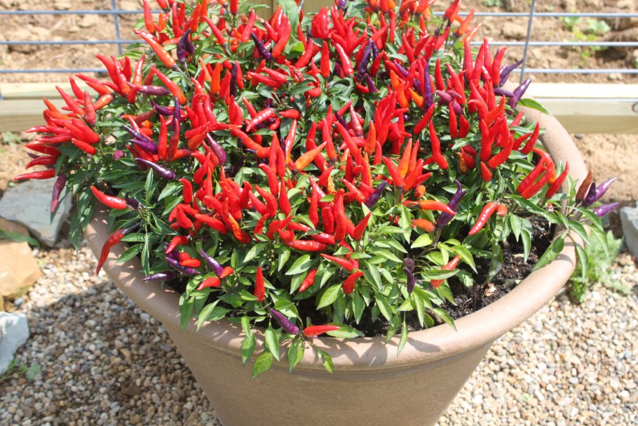 Перец Poinsettia