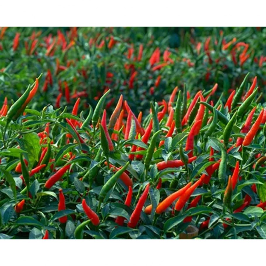Перец Чили острый стручковый