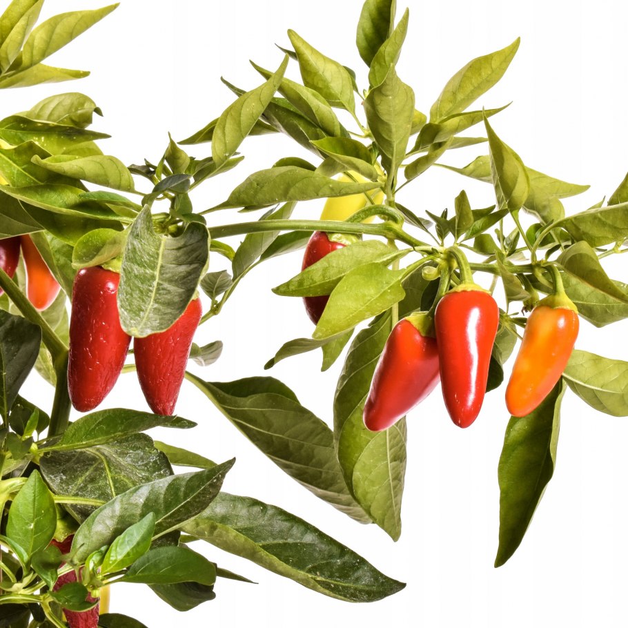 Перец халапеньо или перец