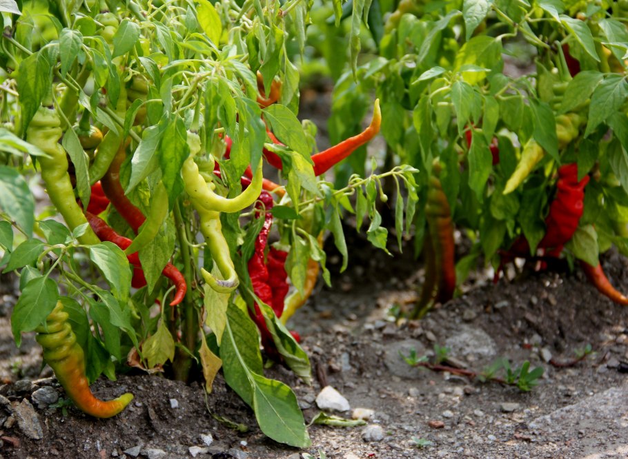 Перец Чили кайенский куст