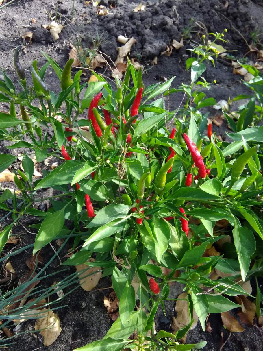 Перчики Чили многолетние