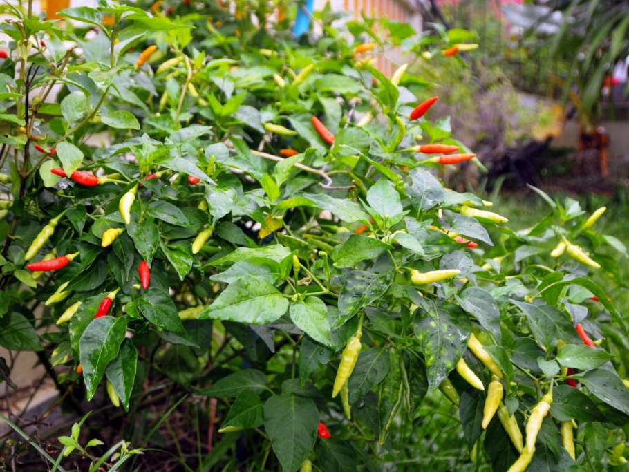 Перец невеста кустарниковый