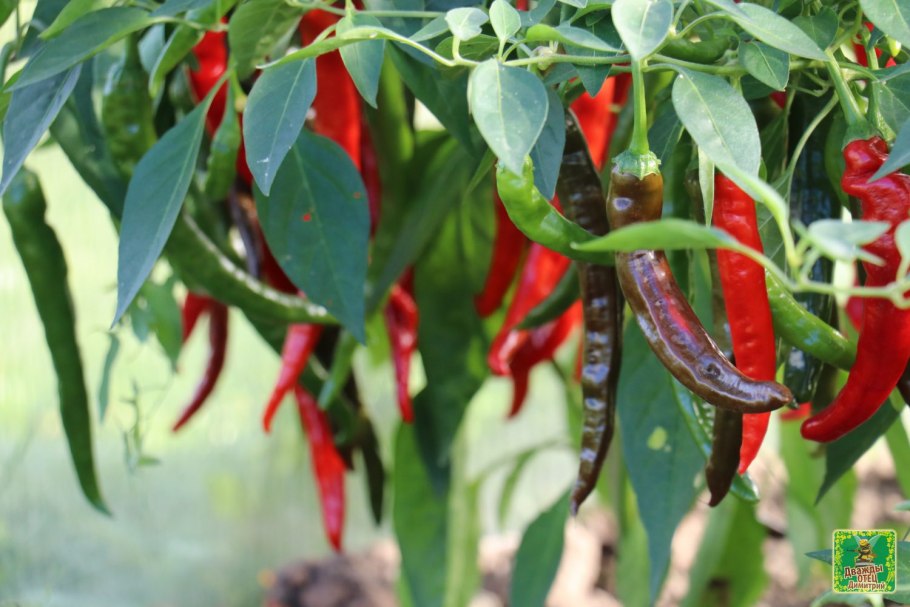 Перец Чили острый стручковый