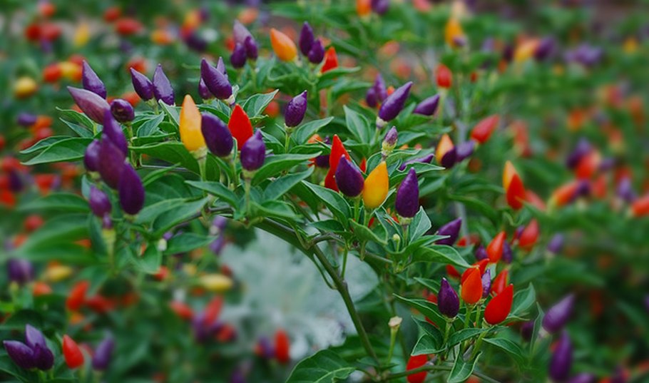 Перец острый кустарниковый мексиканец