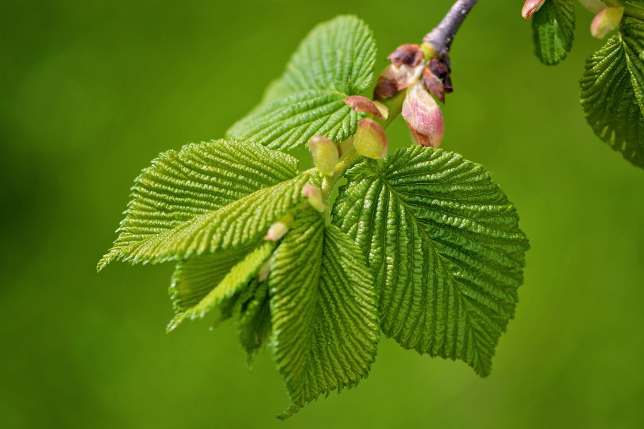 Вяз граболистный (Ulmus suberosa)