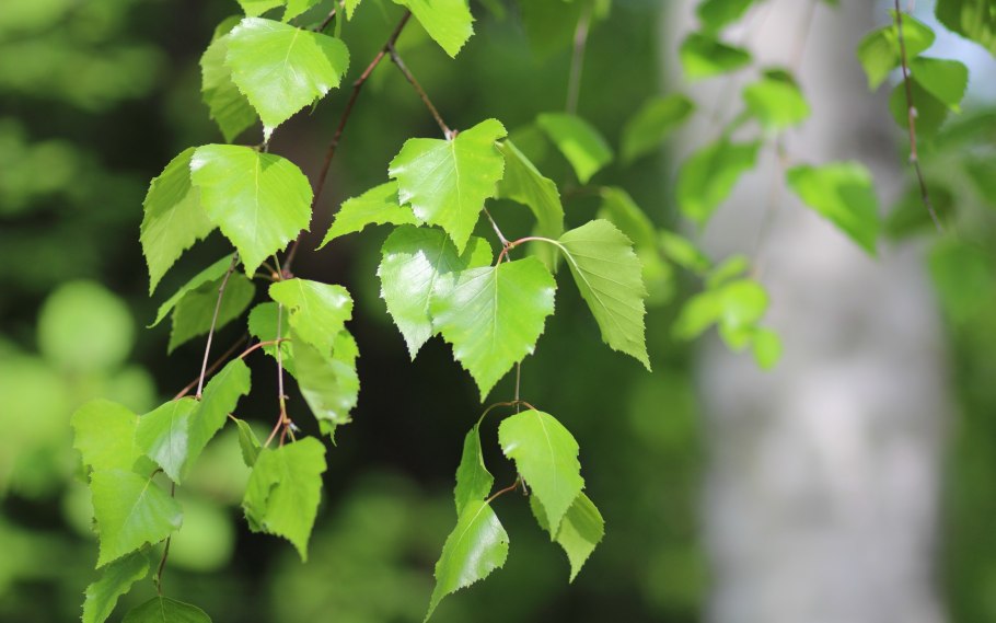 Fagus sylvatica веточка