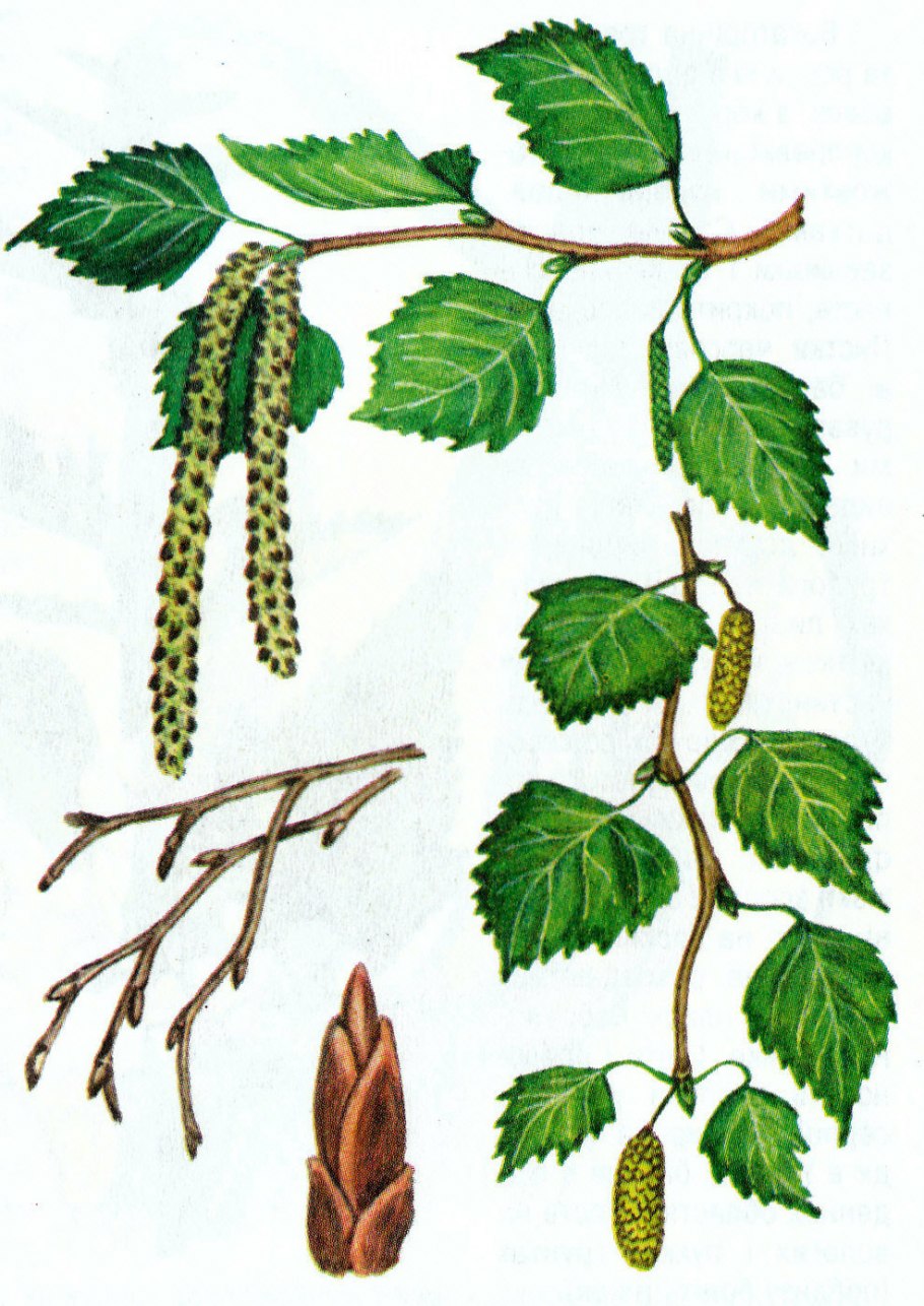 Бук-зелёный (Beech-Green) Камбио