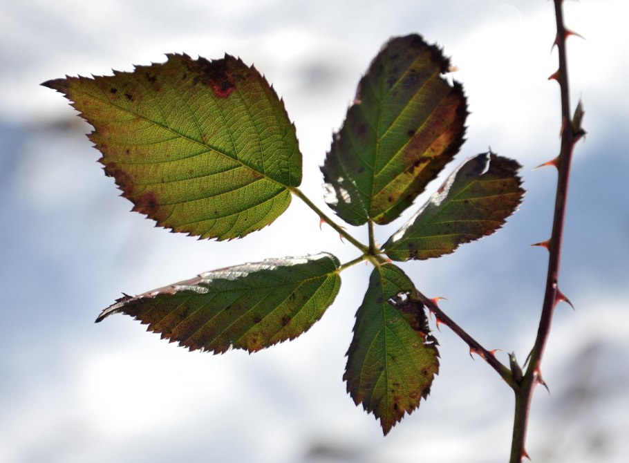 Quercus Robur осень