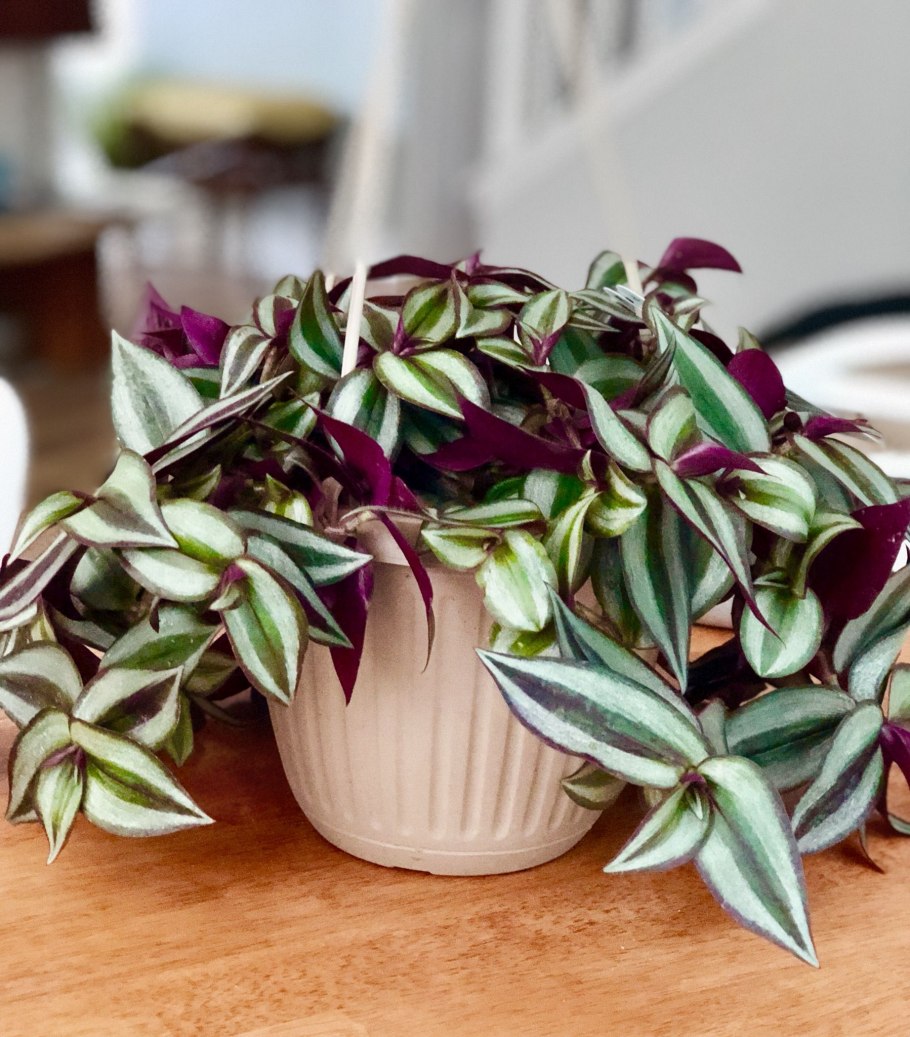 Традесканция зебрина Tradescantia Zebrina
