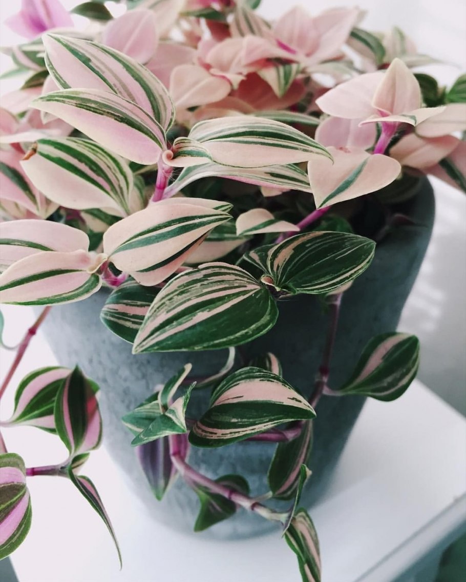 Традесканция Fluminensis