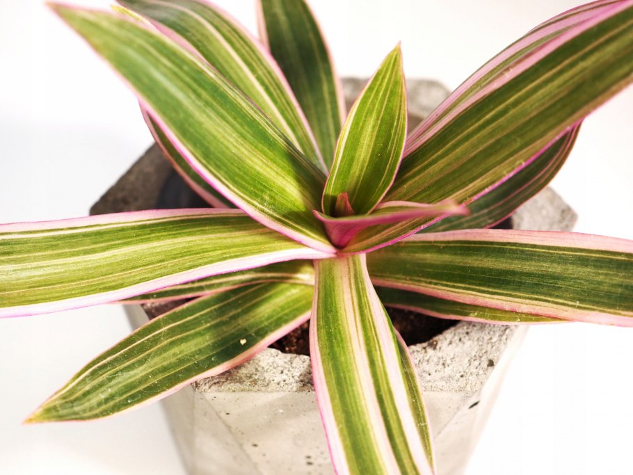 Традесканция белоцветковая