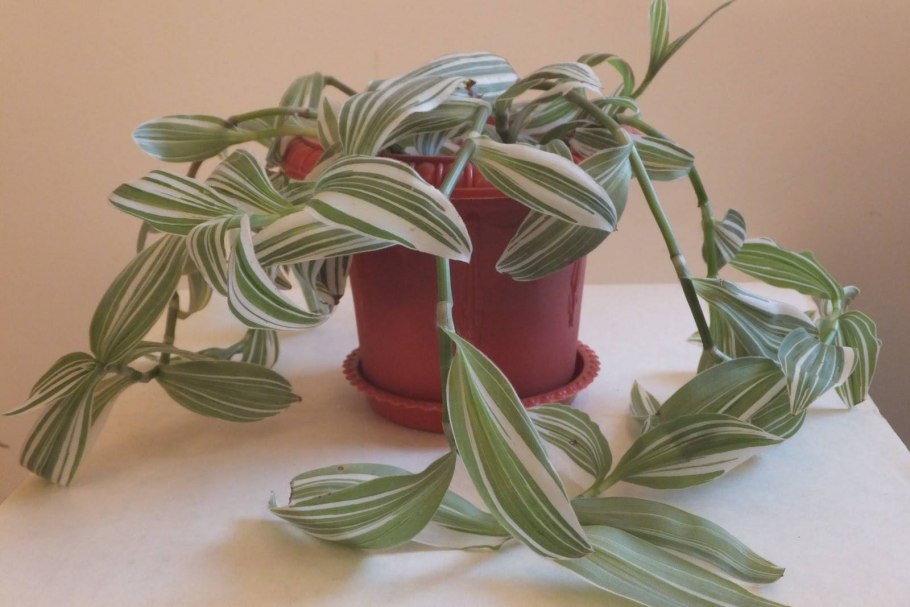 Традесканция белоцветковая