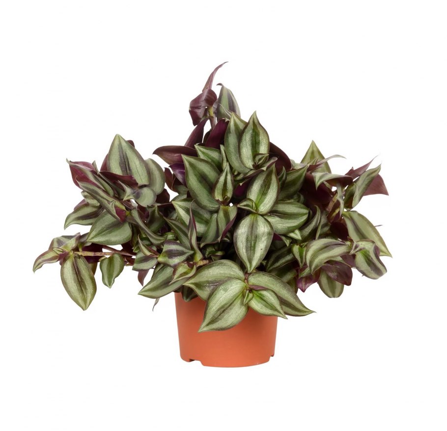 Традесканция обыкновенная