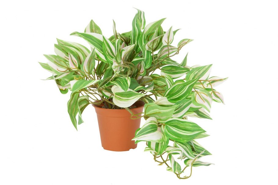 Традесканция цветок