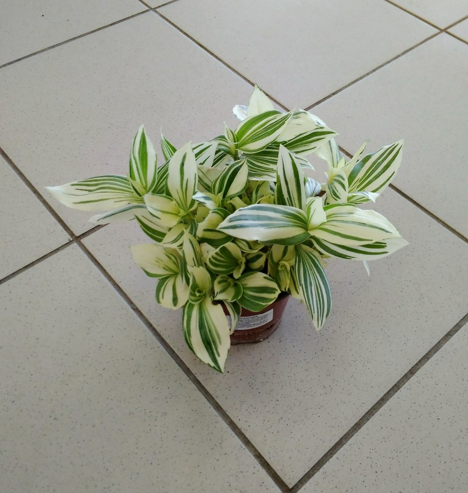 Традесканция tricolor rosa