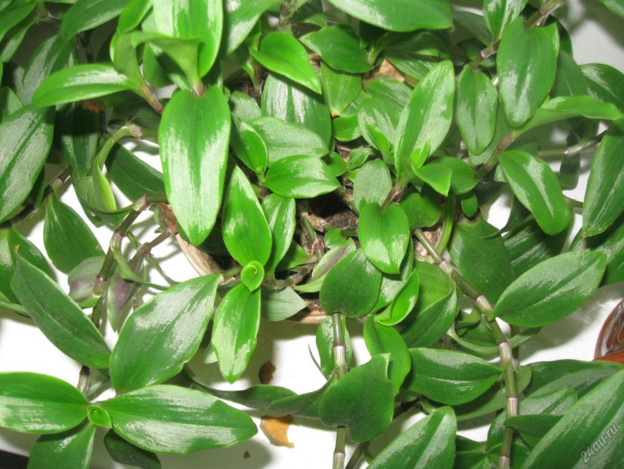 Традесканция зеленая