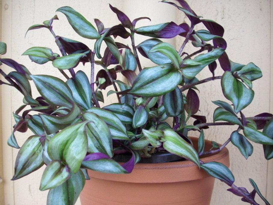 Традесканция Рео